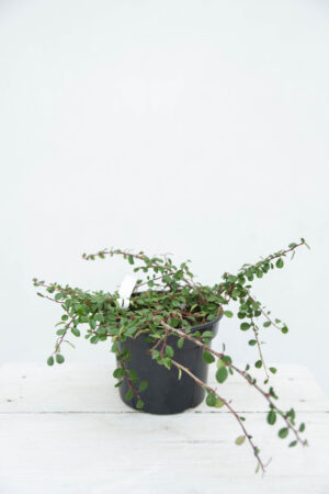 710-04610 Cotoneaster procumbens 'Queen of Carpets'- Irga- płożąca- Irga- rozesłana
