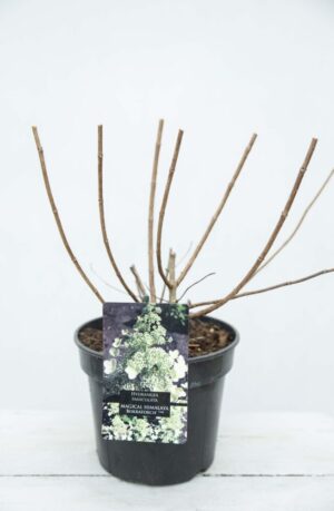 710-04618-Hydrangea-panic.-MAGICAL-HIMALAYA-Kolmahima-PBR-C3-Hortensja bukietowa