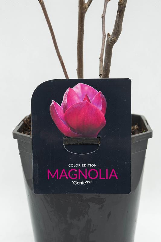 710-04626 Magnolia 'Genie' Magnolia