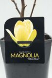710-04628 Magnolia 'Yellow River'