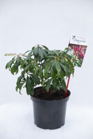710-04640-Pieris-Red-Mill-C3-Pieris-japonski