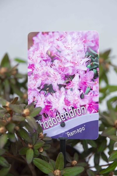 710-04648 Rhododendron 'Ramapo' Różanecznik 'Ramapo' (2)