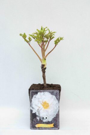 710-04673 Paeonia 'Xue Ta'