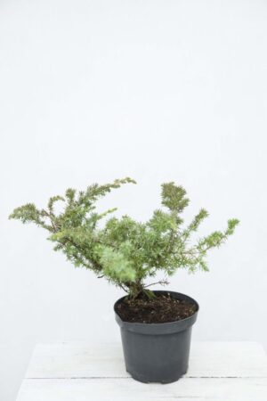 Juniperus conferta'Schlager' Jałowiec