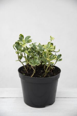 Pachysandra terminalis Variegata