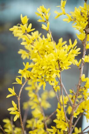 Forsycja-japońska-Kanarek-łac.-Forsythia-japonica-Kanarek