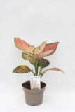 040-04915 AGLAONEMA SPOTTED STAR H35 P12 (1)(1)