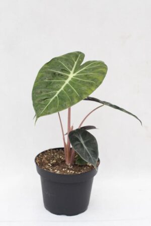 040-04916 ALOCASIA PINK DRAGON H30 P13(2)