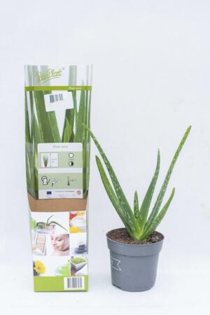 040-04920 ALOE VERA CITES H30 P510(1)