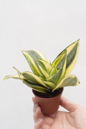 040-04938 SANSEVIERIA TRI GOLDEN HANNI YE H15 P6