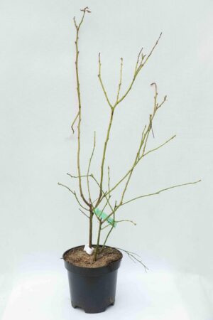 130-00111 Vaccinium 'Patriot' C2