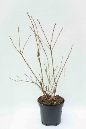 130-00121 Vaccinium 'Brigitta' C2