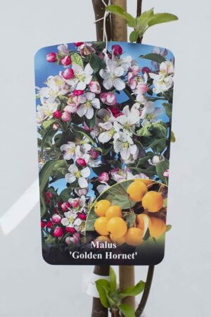 130-00614 Malus 'Golden Hornet' C7 szcz (3)