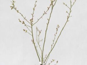 130-00698-Vaccinium-Bluecrop-C2-