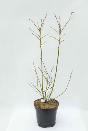 130-00698 Vaccinium 'Bluecrop' C2