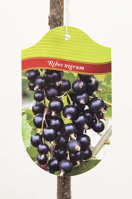 130-00861 Ribes 'Titania' PA Porzeczka czarna pienna (2)