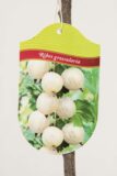 130-00870 Ribes 'Invicta' PA Agrest biały pienny (2)