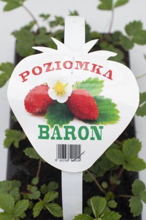 130-00891 POZIOMKA 10-PAK (BARON) (2)