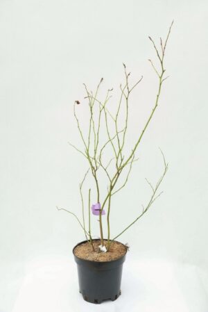 130-00961 Vaccinium 'Nelson' C2
