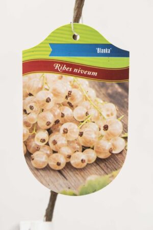 130-00963 Ribes 'Blanka' Porzeczka biała