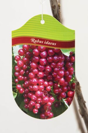130-00964 Ribes rubrum 'Jonkheer van Tets' Porzeczka czerwona