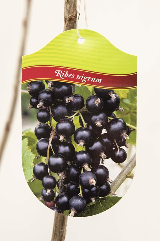 130-00965-Ribes-Tiben-Porzeczka-czarna