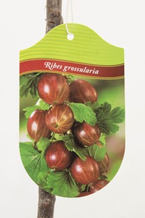 130-00967 Ribes 'Kamieniar' PA Agrest czerwony pienny (2)
