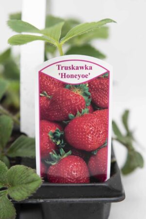 130-00969-TRUSKAWKA-HONEOYE