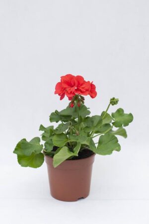 510-70897 PELARGONIA rabatowa koral