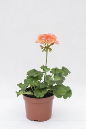 510-70897 PELARGONIA rabatowa łosoś