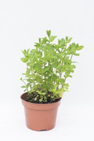 520-04642-MIETA-MAROKANSKA