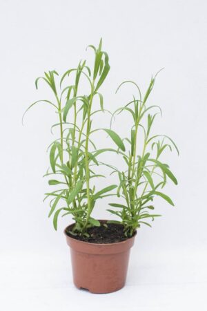 Estragon