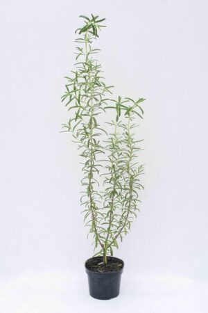 520-04750-ROZMARYN