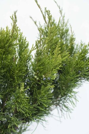 Juniperus x media'Mint Julep' 60-80 C3