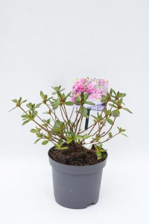 Rhododendron-Geisha-Purple-Azalia-japonska