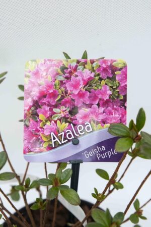 Rhododendron-Geisha-Purple-Azalia-japonska
