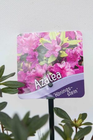 Rhododendron-Konigstein-Azalia-japonska