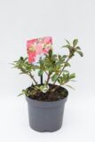 Azalia japońska 'Geisha Red' (łac. Rhododendron 'Geisha Red')