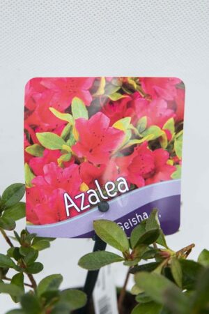 Azalia japońska 'Geisha Red' (łac. Rhododendron 'Geisha Red')