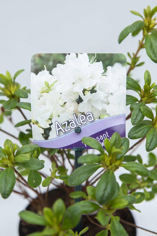 710-00461-Rhododendron-Pleasant-White-Azalia-japonska