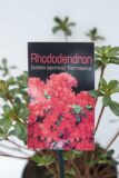 Rhododendron 'Kermesina' Azalia japońska