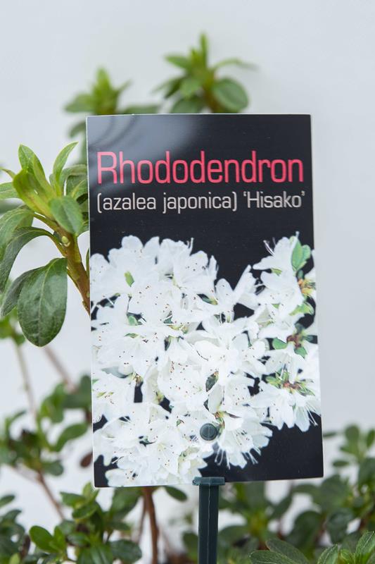 710-00465-Rhododendron-Hisako-Azalia-japonska