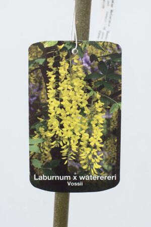 710-01125 Laburnum wat. 'Vossii' C6 szcz (2)