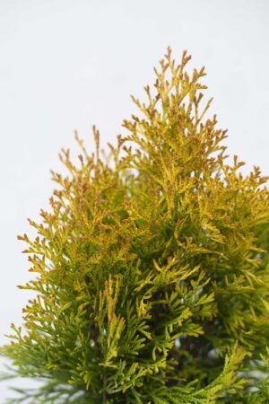 710-04392 Thuja occ.'Golden Smaragd' C3 (2)