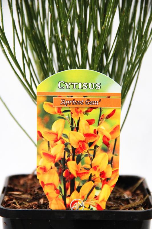 710-04623-Cytisus-Apricot-Gem-30-40CM