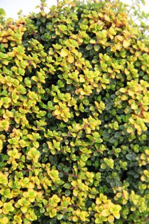 Macierzanka cytrynowa 'Doone Valley'