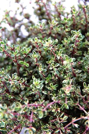 macierzanka cytrynowa "Silver Queen"