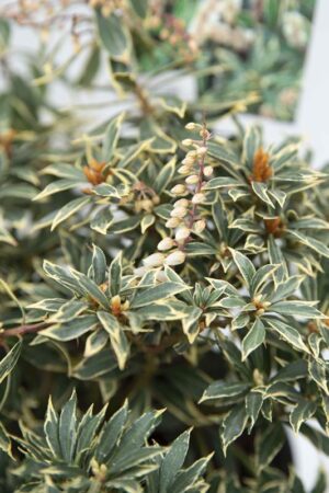 710-04645 Pieris 'Variegata'