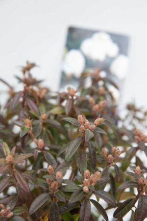 710-04646-Rhododendron-Arctic-Tern-Rozanecznik-