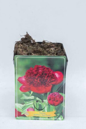 710-04657 Paeonia 'Red Charm'